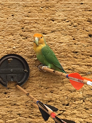 Peach Faced Lovebird Parakeet at Toronto Archery Range