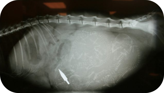 X-Ray of Cat with Arrowhead Inside